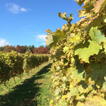 ヴィラデスト ガーデンファーム アンド ワイナリー - 秋の日を浴びる葡萄