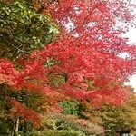 里 - 紅葉、真っ盛りの時期ならもっと凄いと思います！