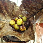 美山荘 - 銀杏みそ