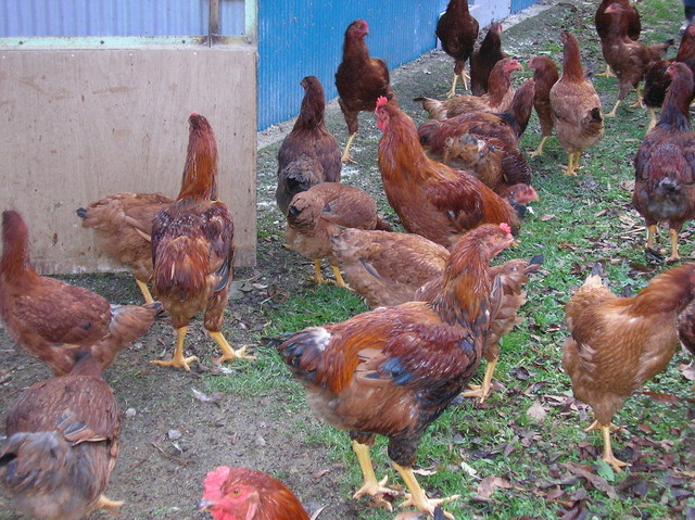 福島で味わう炭火焼き鳥 陽光水（ひふみ） &ndash; 本格焼き鳥と心温まるサービス