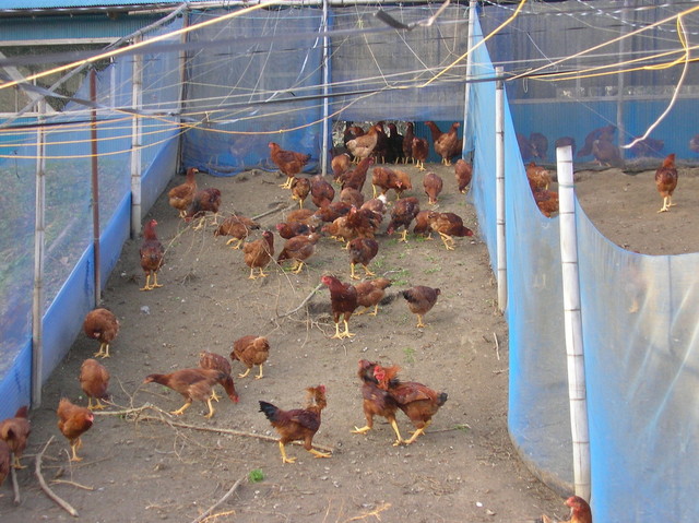 陽風水（ひふみ） - 福島（焼き鳥）の写真