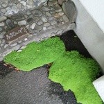 Lamp - 苔踏まないで！！