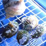 築地もったいないプロジェクト Omakase - 