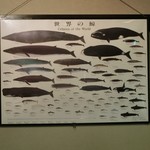 居酒屋 勝 - 店内に掲げてあった「クジラの色々」