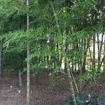そば遊歩 - 竹林の向こうは？