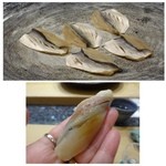 初音鮨 - コハダ・・4日熟成させたそう。酢は強くなく優しい味わいで、美味しい品。