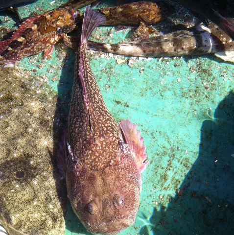 鱼浜- 珍鱼 ミシマオコゼ プリプリの身质