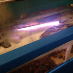 まるう商店SUN - いけす？