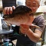 Tsushima - 11キロの鰤の頭