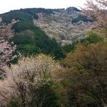 青木酒店 - 春の吉野山