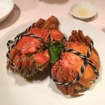 シェフス - 準備完了です。