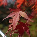 しんたく - 2015.11 紅葉の新倉山