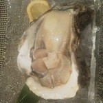 食彩播 - 生牡蠣