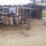 お食事処・味処 やまびこ - 近くに・・・