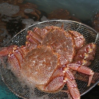 Live hairy crab from eastern Hokkaido