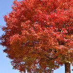 るり渓温泉 こぶし荘 花あかり - 紅葉