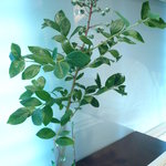 Chinese Restaurant 聖兆