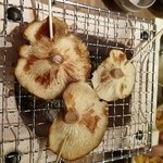 薬zen拓 - 肉厚しいたけ焼♪