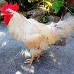 まんまるカフェ - 