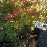 さがの楓カフェ - 楓に囲まれた建物