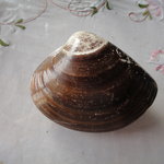 日の出 - への字型の大和蛤