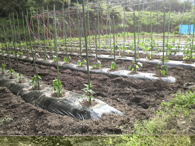 ジンギスカン・シロー - 蔵王（ジンギスカン）の写真