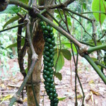 Koshou Manjuu Paopao - コショウはツル性の植物で支柱や大木に巻き付けて育てます。
