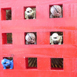 めだかタンタン - 旧ザクとアッガイ、グフ