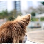 カナルカフェ - レストランサイドのテラス席はワンちゃん同伴OKです！