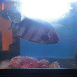 鮨でですけ - 凄い迫力！！