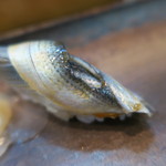 寿司栄 - 27年11月　小肌　2枚付け