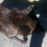 鱒の家 - ちょっと照れ屋なワンコ