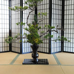Katsura - 伝統ある池坊、松の一種活け