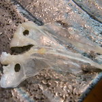 小魚料理 とみ助 - アジのアジ（'10/7）