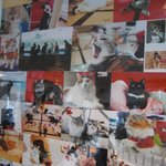 猫cafe - 