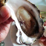 SAKURAGUMI - シェルオイスターリフト