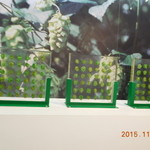 サントリー 天然水のビール工場 東京・武蔵野ブルワリー - 27年11月訪問