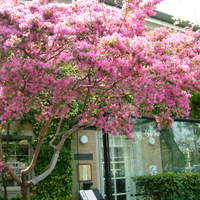 リストランテ ベリーニ - 入り口の木に沢山の花が咲いていました。