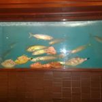 大漁市場 なるみ乃 薬院店 - カウンター席の生簀