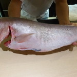 味あら井 - ２３ｋｇくえの雄姿