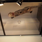 カフェ・シャトンルージュ - もっと端まで歩くんだよ～♪来た～真上もらいました～(≧▽≦)