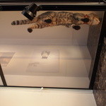 カフェ・シャトンルージュ - 端まで歩いたから　折り返してきた～(≧▽≦)