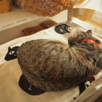 カフェ・シャトンルージュ - お店出るころには寝んねしてました♪