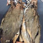 ポエシア - ぺルドロー