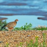 ポエシア - ぺルドロー