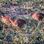 ポエシア - ぺルドロー