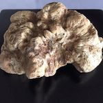 ポエシア - 白トリュフ