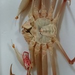 ダップスしまねお魚センター店 - 松葉ガニ生きてます