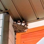 馬来西亜マレー - 