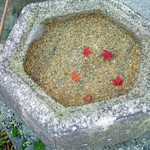 緒方 - 京都東福寺に紅葉の散る